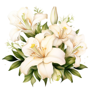 Lily Flowers 4