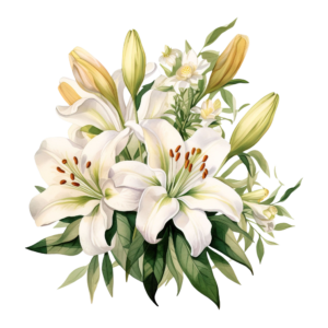 Lily Flowers 2