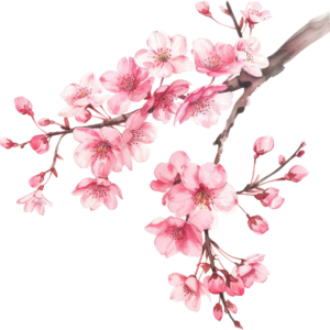Cherry Blossom 1